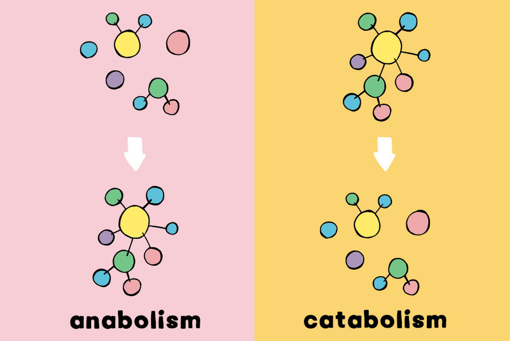 anabolism and catabolism