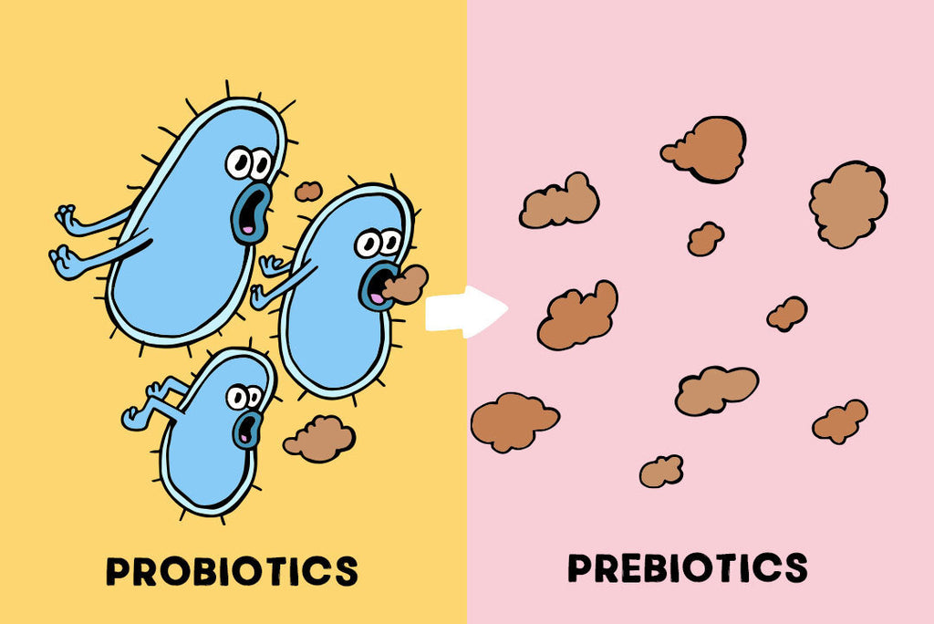 prebiotics probiotics food