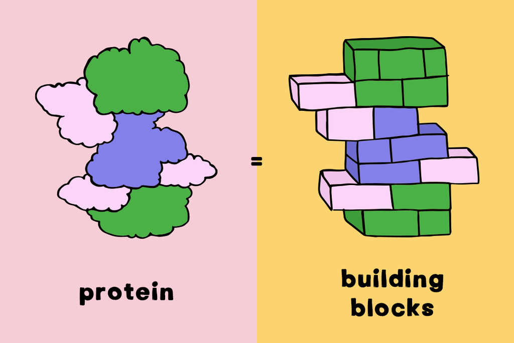 protein blocks