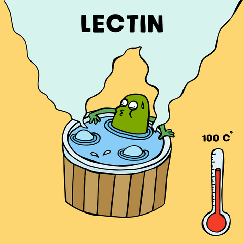 lectin in soy